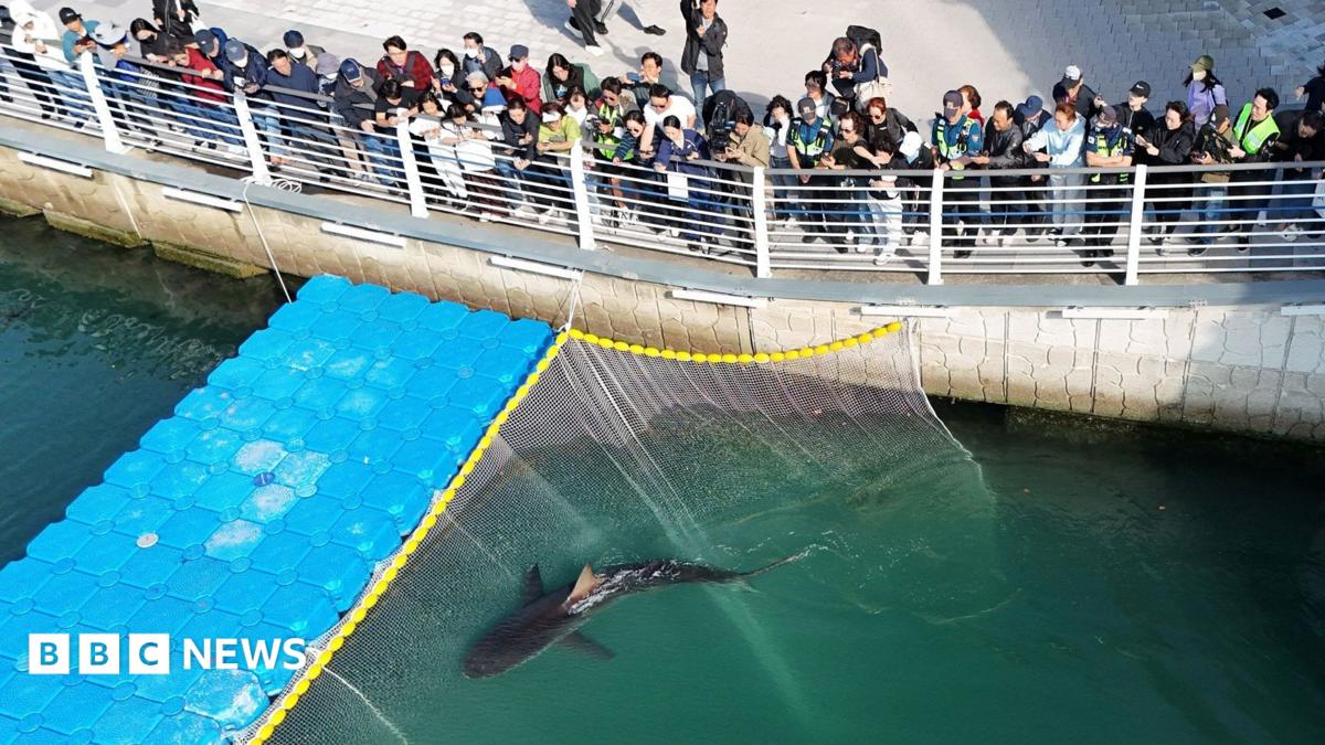Популярна акула в Южна Корея отказва да плува обратно в морето